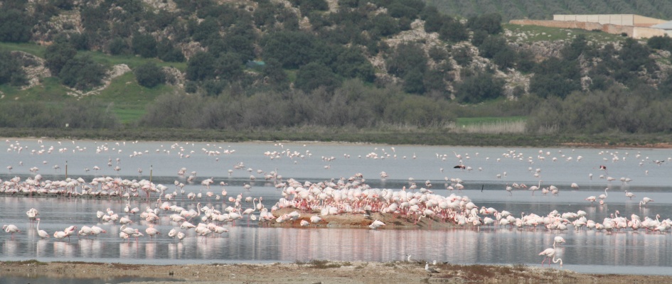flamencos laguna fuente piedra 1_2025